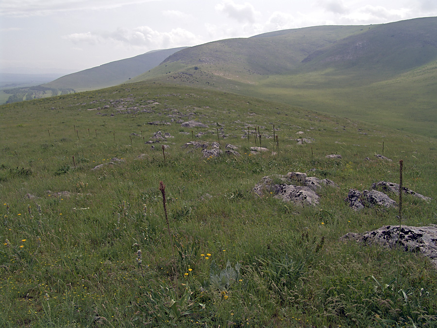 Горы Каракус, image of landscape/habitat.