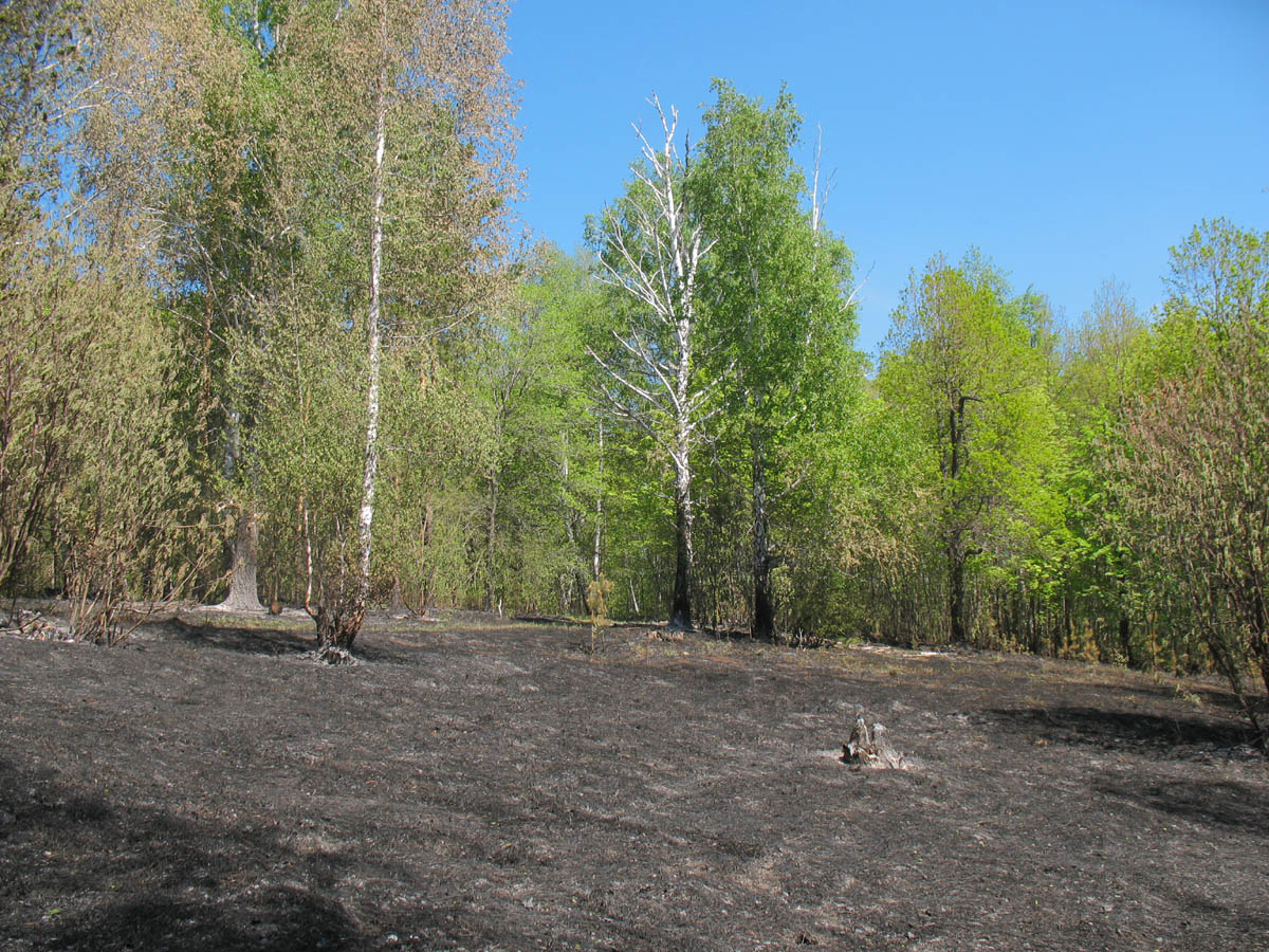 Горелый лес, image of landscape/habitat.