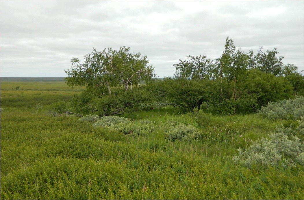 Правый Кечпель, image of landscape/habitat.