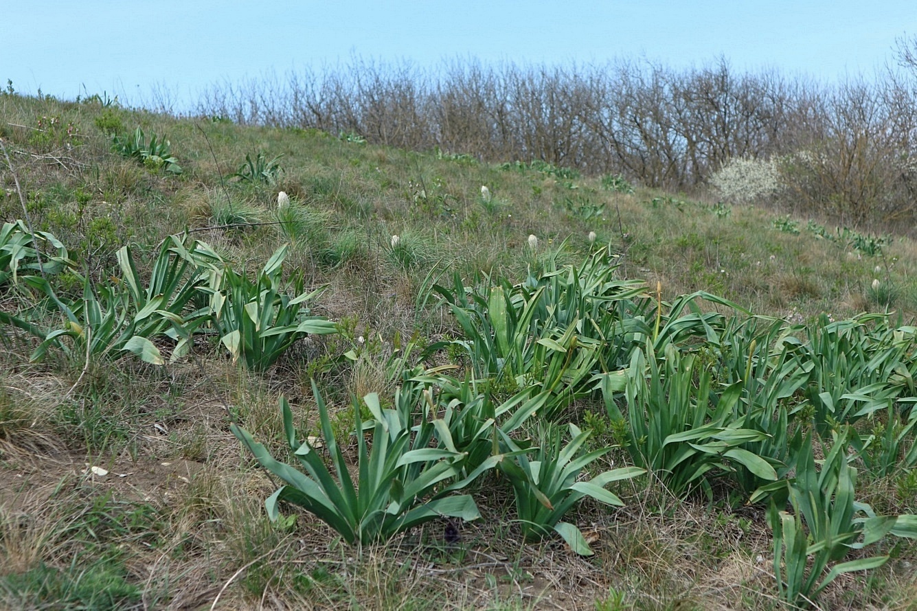 Вершина 462, image of landscape/habitat.