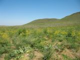 Улькунбурултау (север), image of landscape/habitat.