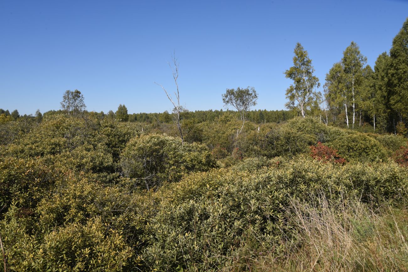 Малое Игнатовское болото, image of landscape/habitat.