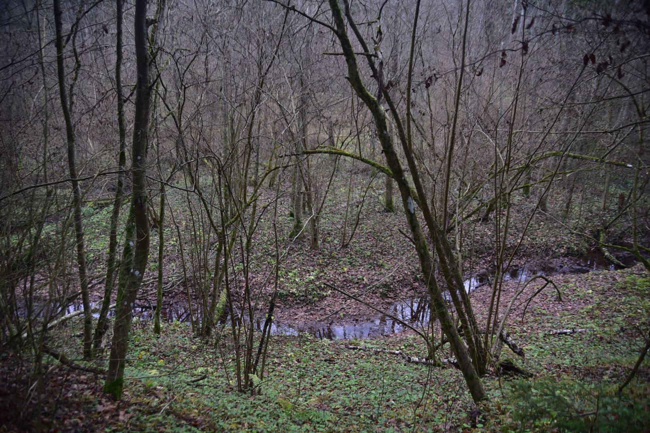 Смолкина поляна, image of landscape/habitat.