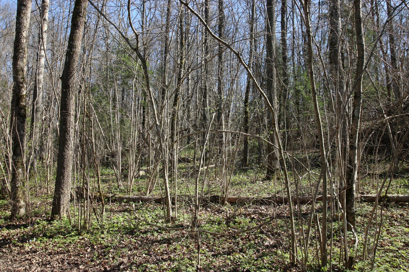 Дудергофские высоты, image of landscape/habitat.
