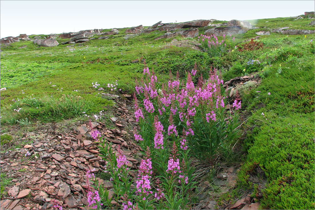 Аметистовый берег, image of landscape/habitat.