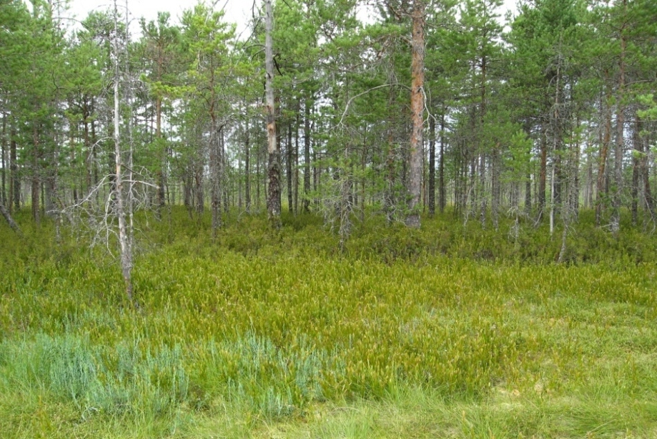Окрестности озера Половчиновское, image of landscape/habitat.