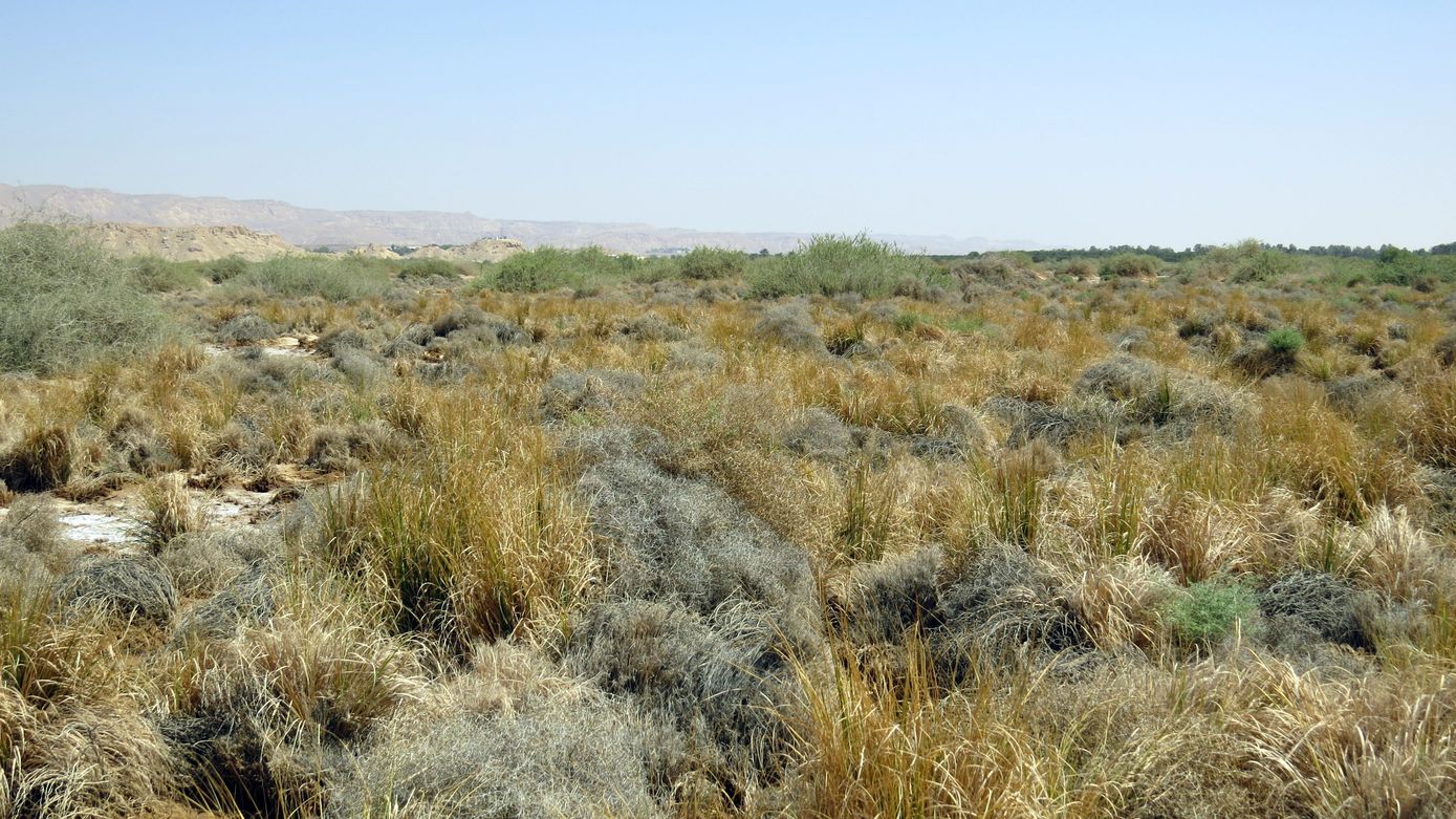 Солончак Мелихат-Йотвата, image of landscape/habitat.