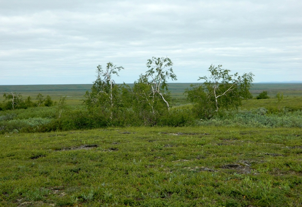 Правый Кечпель, image of landscape/habitat.