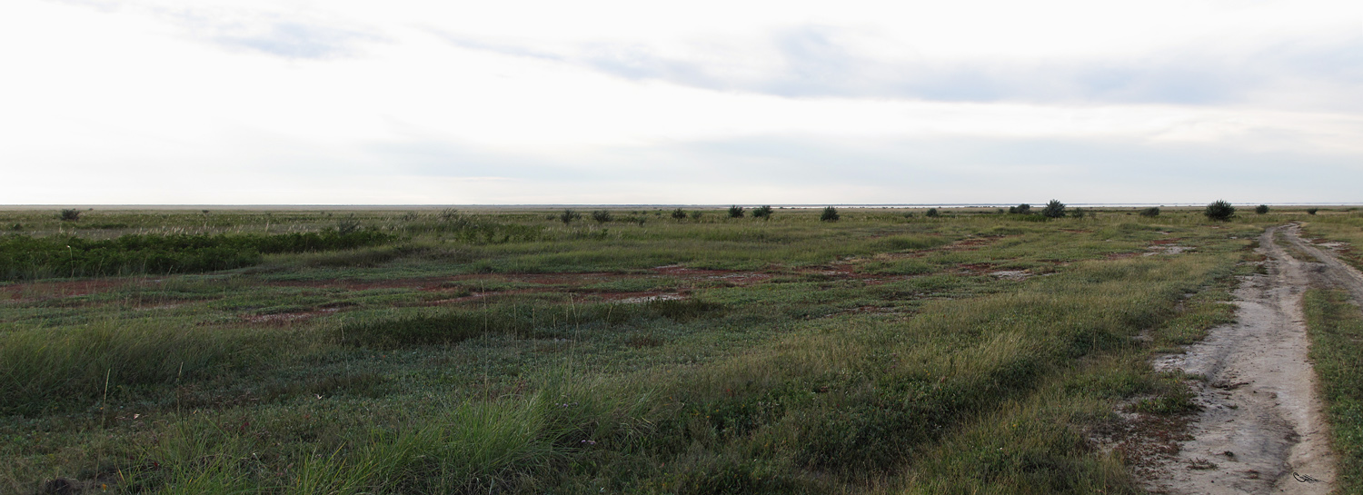 Южный берег озера Кучукское, изображение ландшафта.