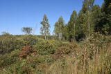 Малое Игнатовское болото, image of landscape/habitat.