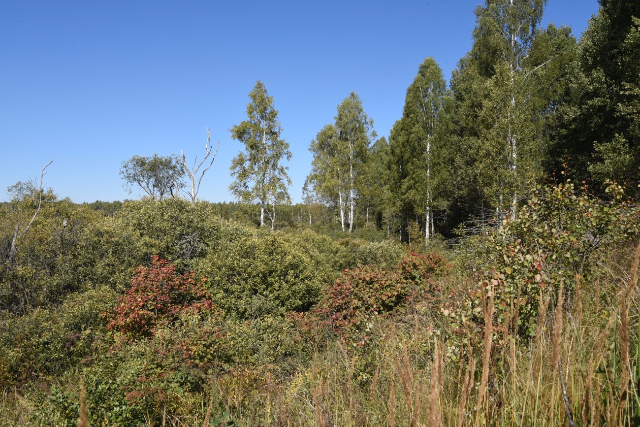 Малое Игнатовское болото, изображение ландшафта.