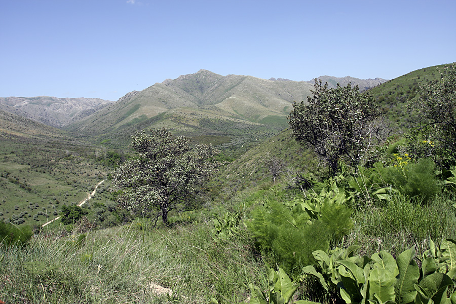 Ущелье Кокбулак, изображение ландшафта.