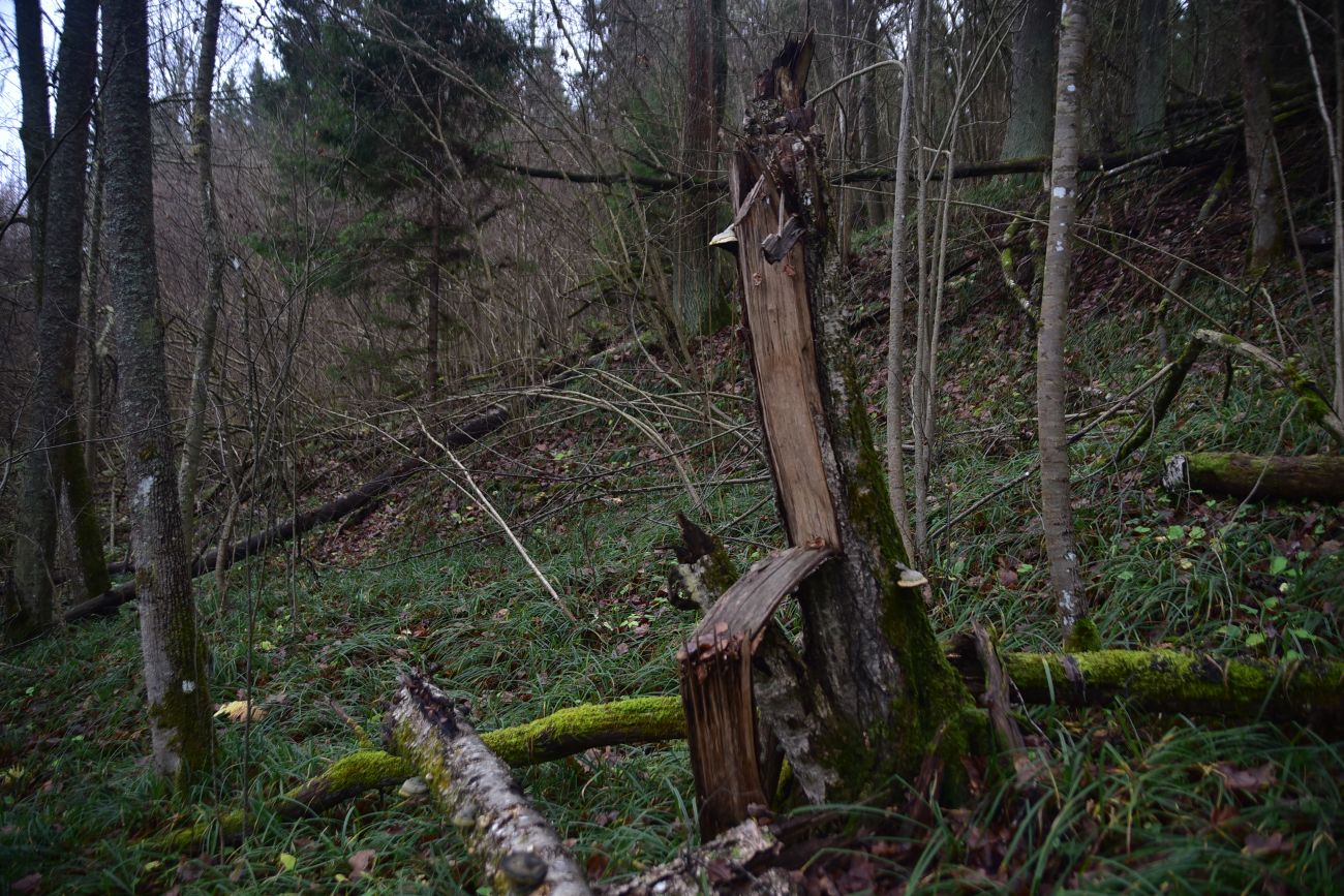 Смолкина поляна, image of landscape/habitat.