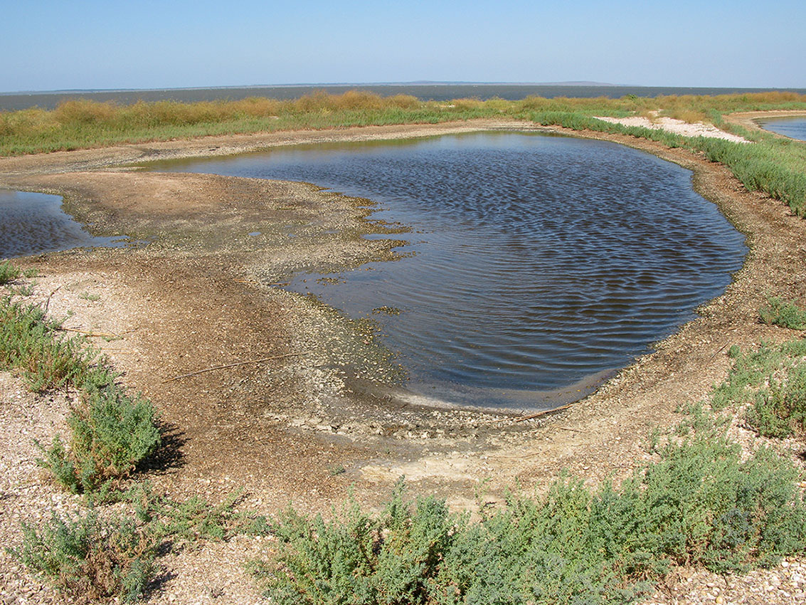 Кизилташский лиман, image of landscape/habitat.