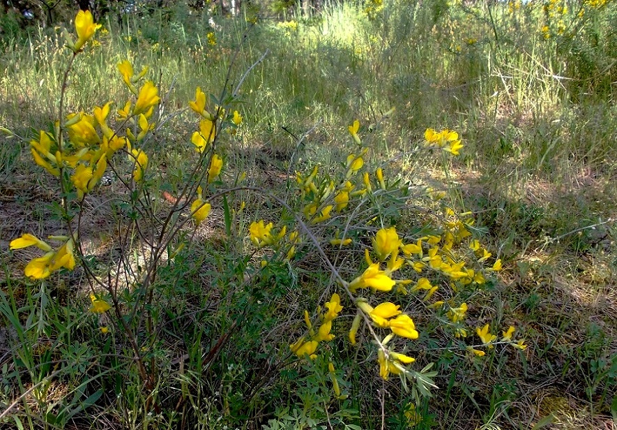 Окрестности села Разумовка, image of landscape/habitat.