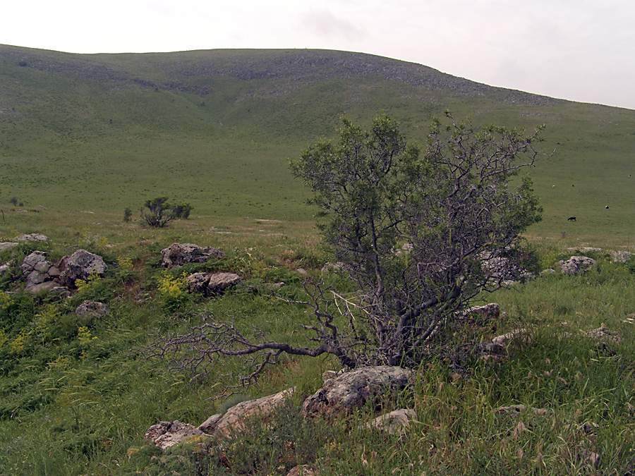 Горы Каракус, image of landscape/habitat.