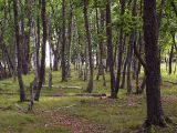 Image of landscape