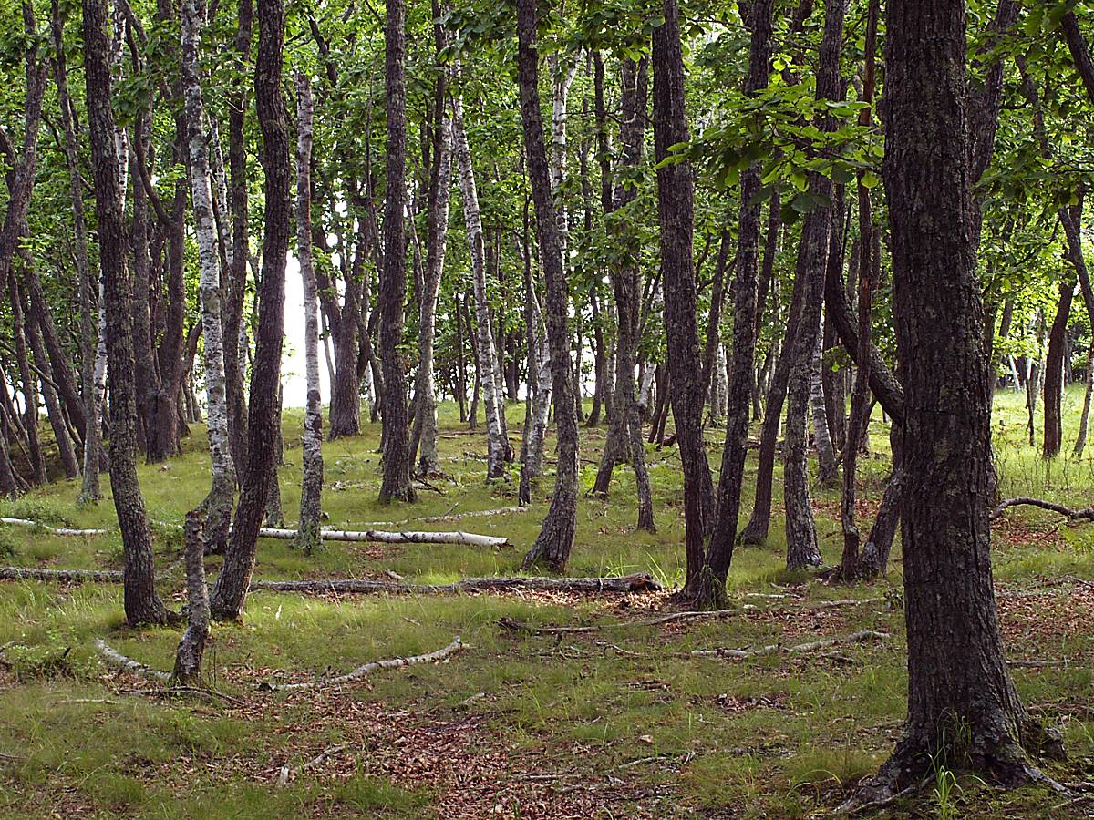 Бухта Неприметная, image of landscape/habitat.