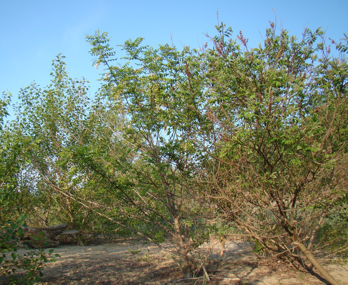 Лаба у станицы Тенгинской, image of landscape/habitat.