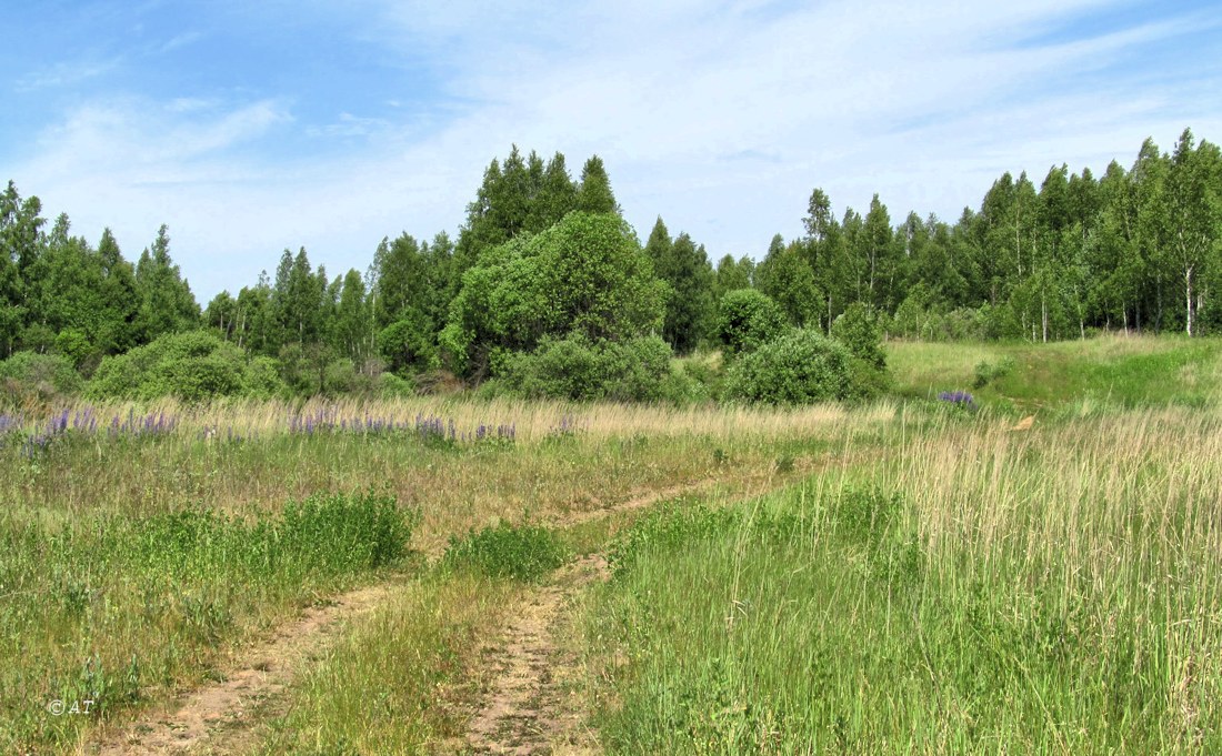 Каспля, image of landscape/habitat.