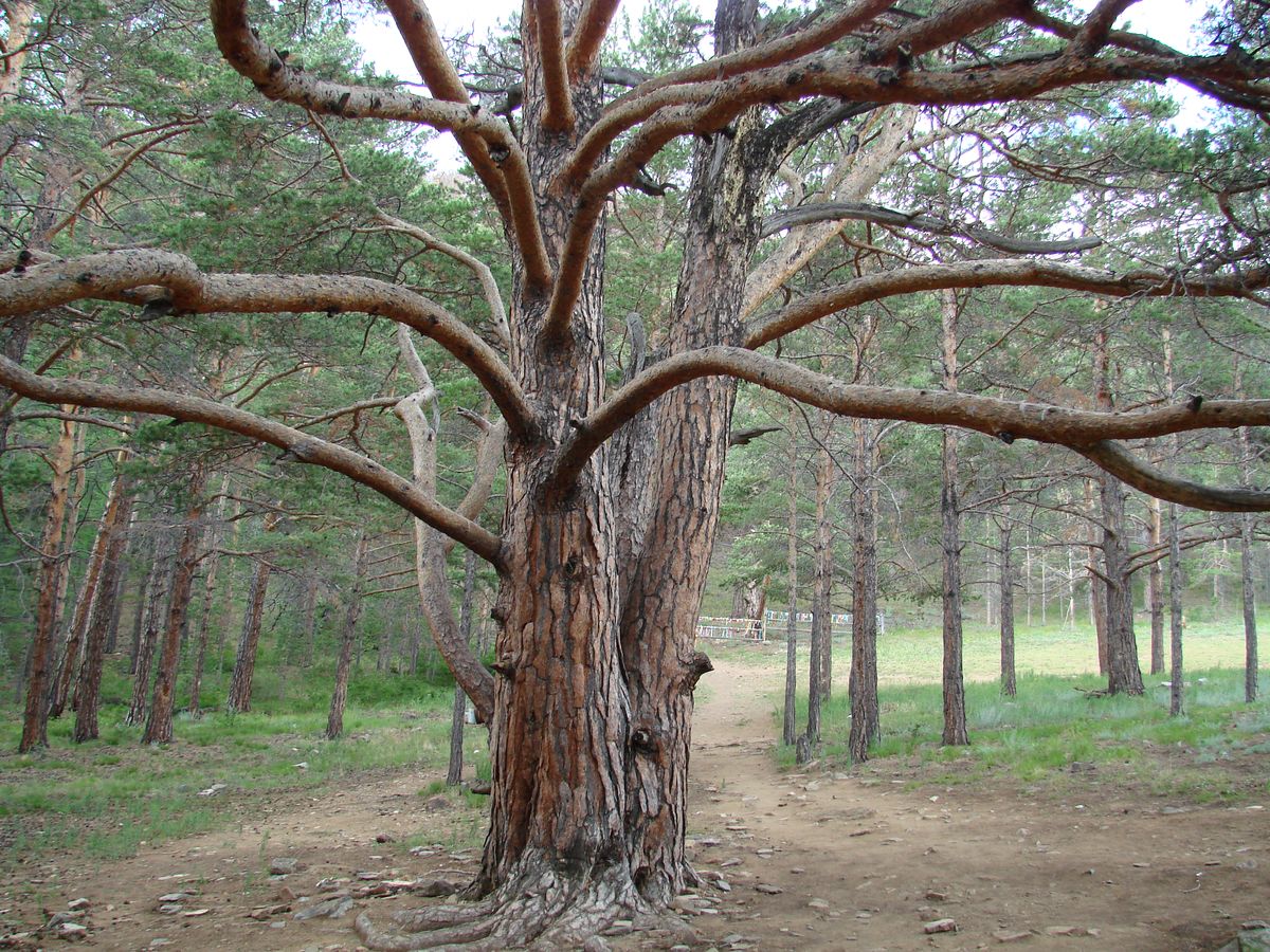 Сурхайта, image of landscape/habitat.