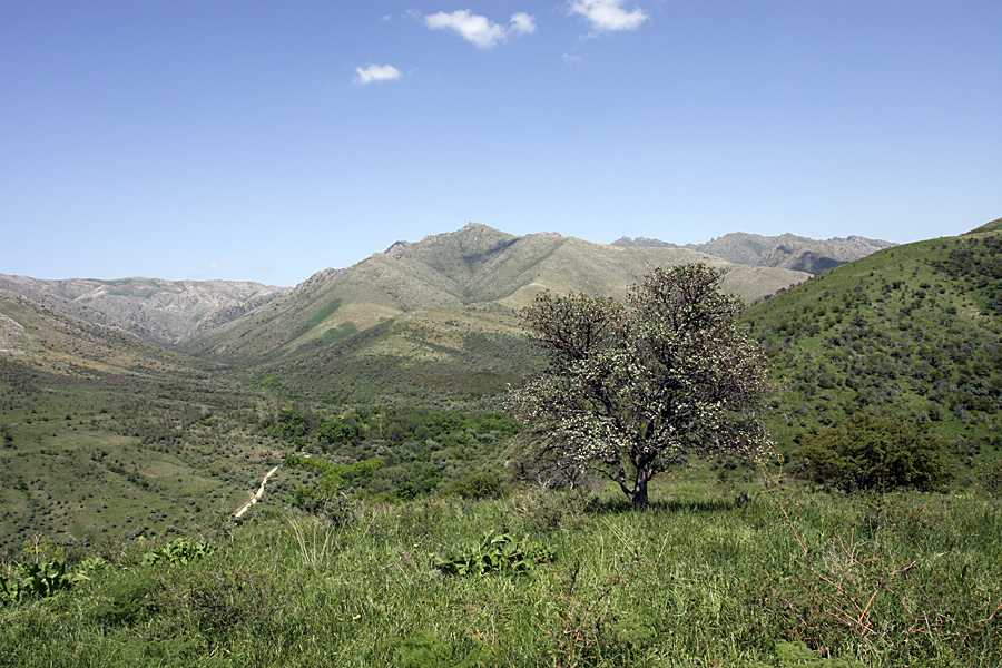 Ущелье Кокбулак, image of landscape/habitat.