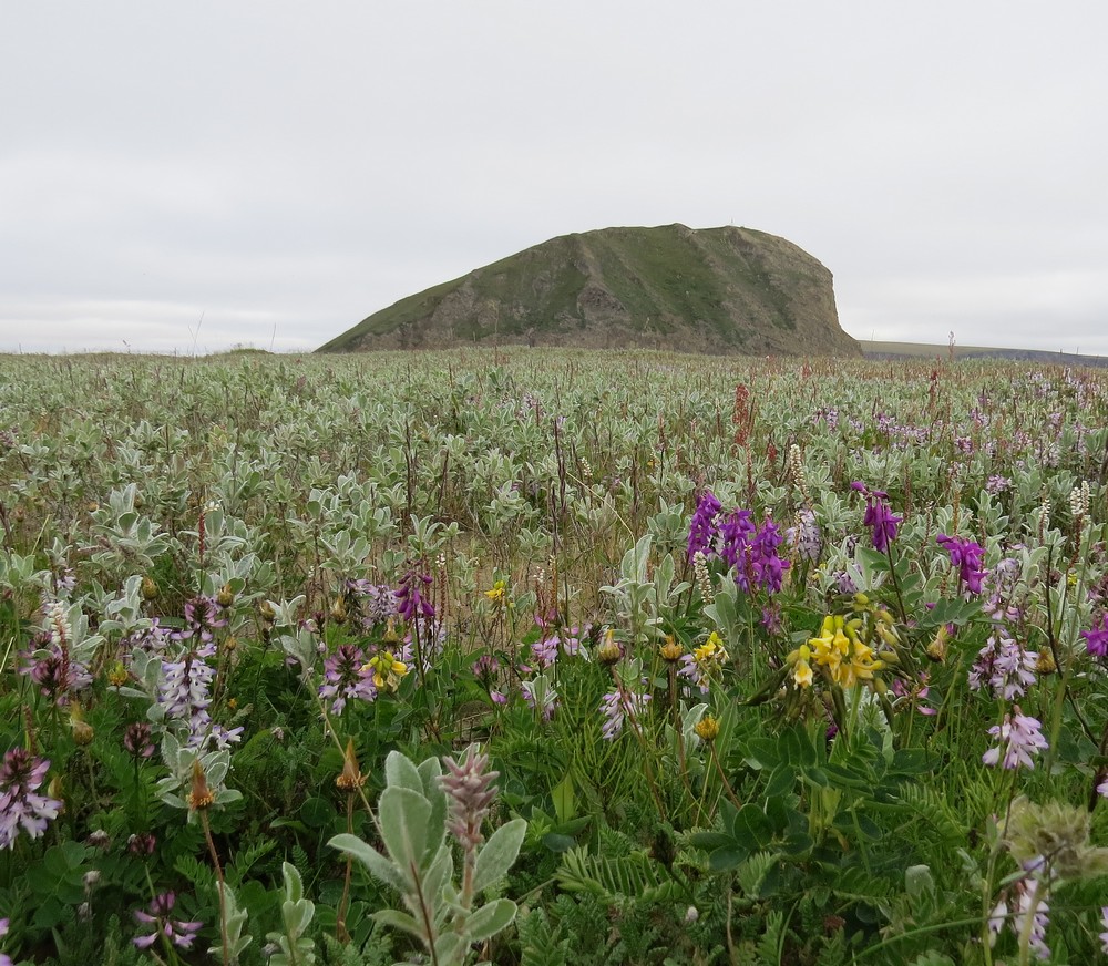 Остров Столб, протока Быковская, image of landscape/habitat.