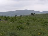 Горы Каракус, image of landscape/habitat.