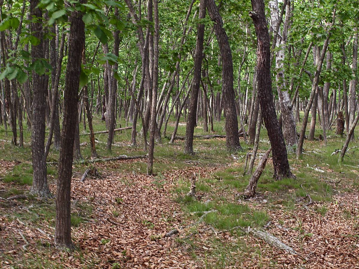 Бухта Неприметная, image of landscape/habitat.