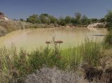 Лайтнинг Ридж, image of landscape/habitat.