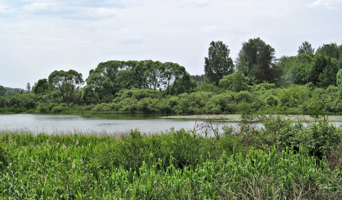 Каспля, image of landscape/habitat.