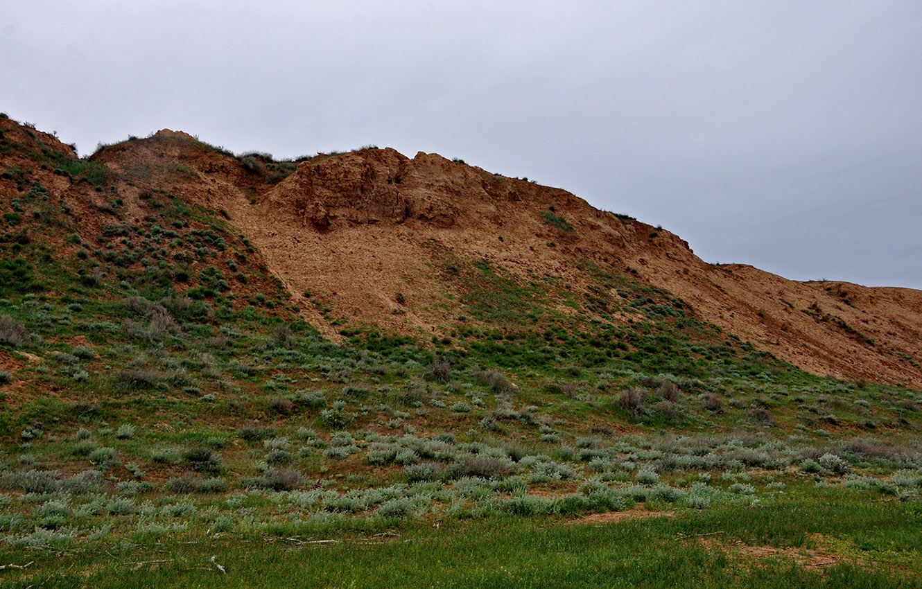 Берег реки Ашулук, image of landscape/habitat.