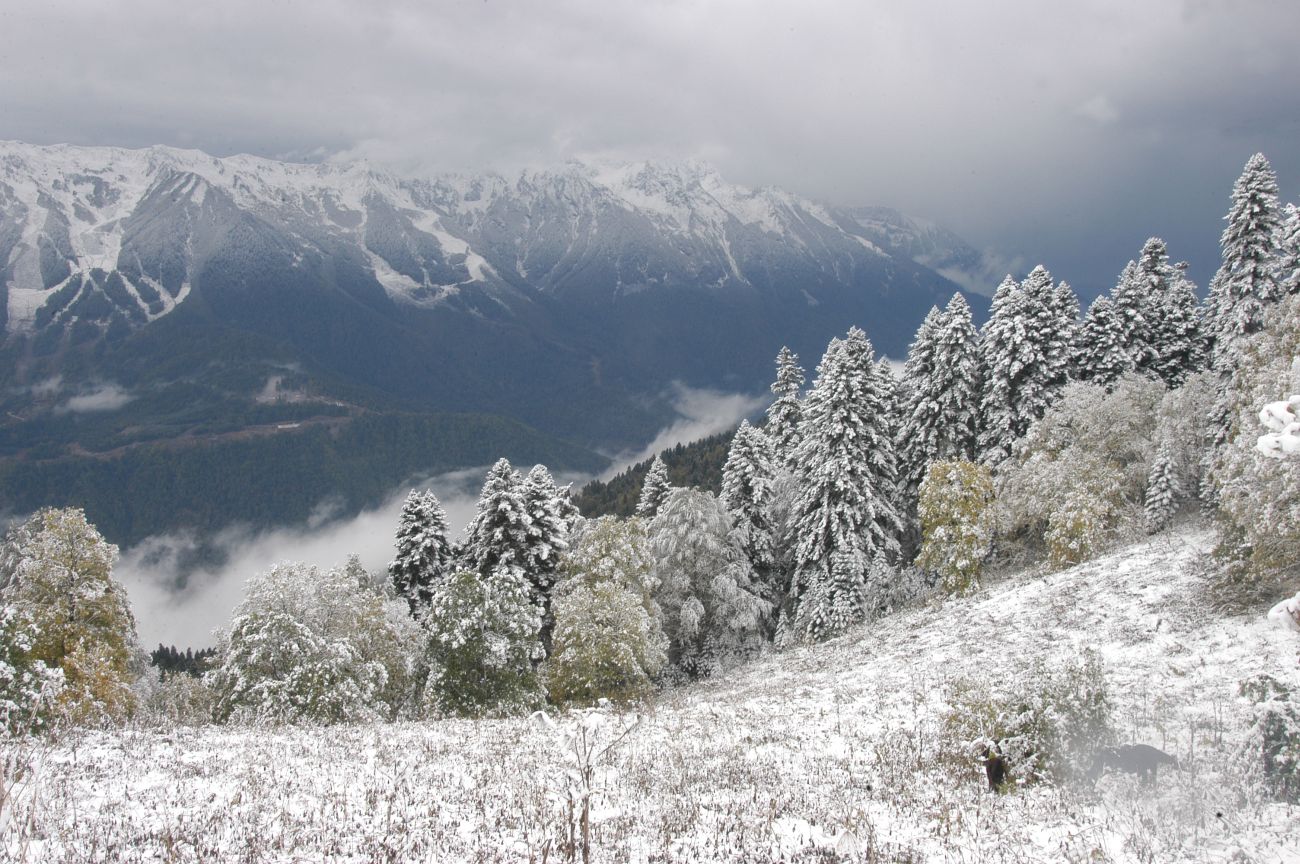 Бассейн ручья Лаура, image of landscape/habitat.