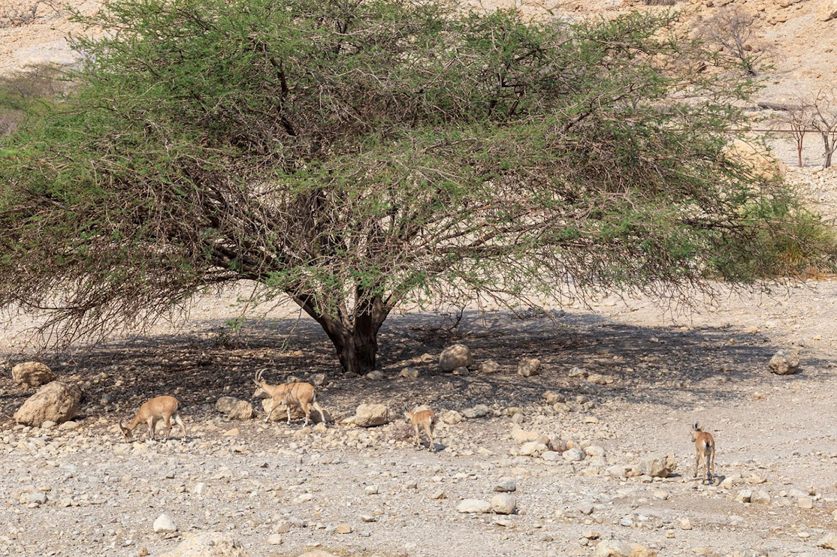 Эйн-Геди, image of landscape/habitat.