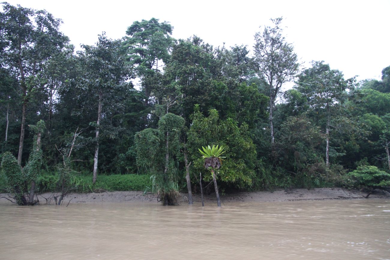 Река Кинабатанган, image of landscape/habitat.