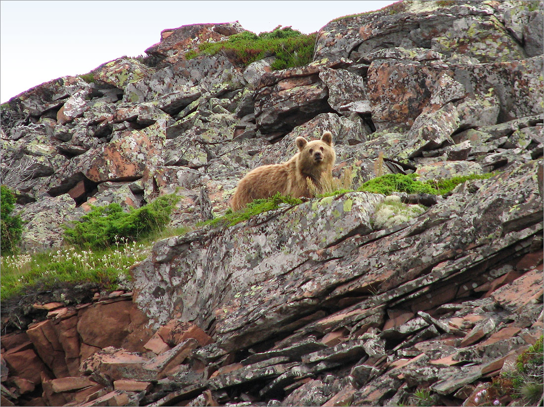 Аметистовый берег, image of landscape/habitat.