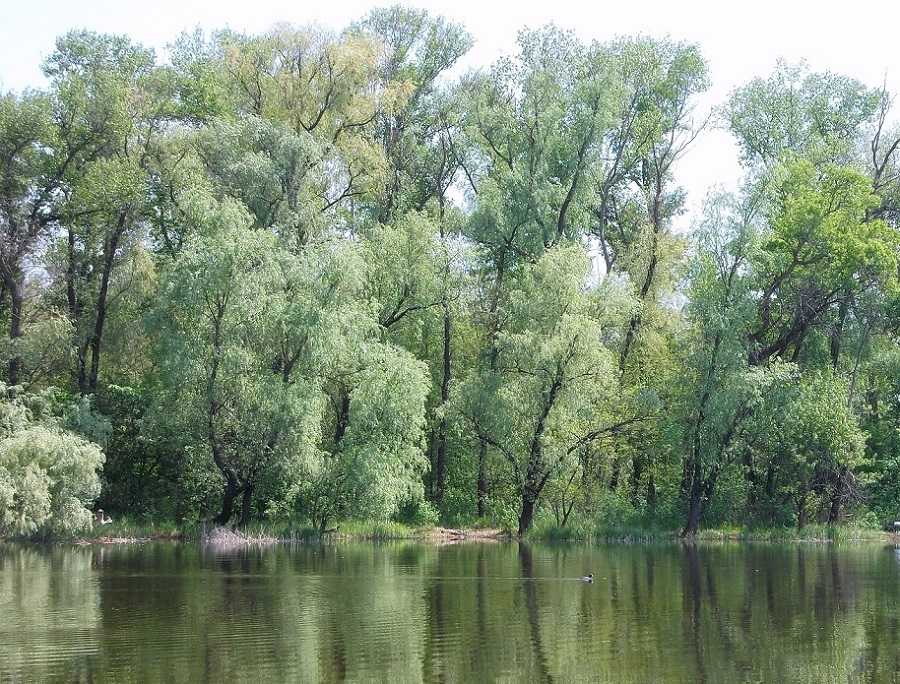 Окрестности села Разумовка, изображение ландшафта.