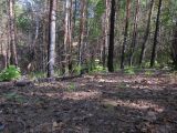 Горелый лес, image of landscape/habitat.