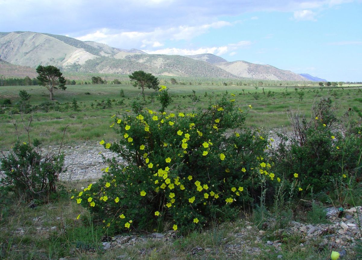 Сурхайта, image of landscape/habitat.