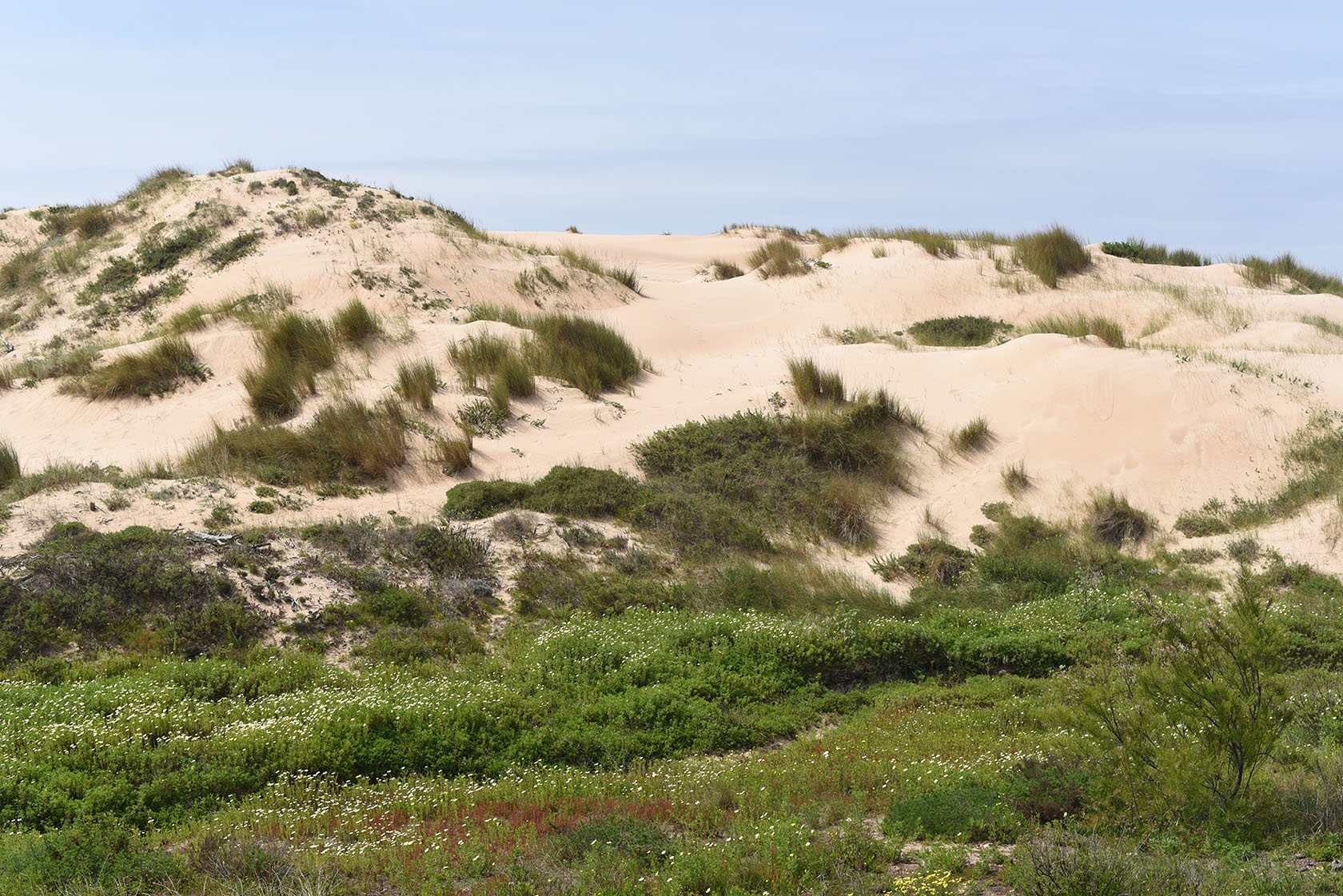 Duna da Cresmina, image of landscape/habitat.