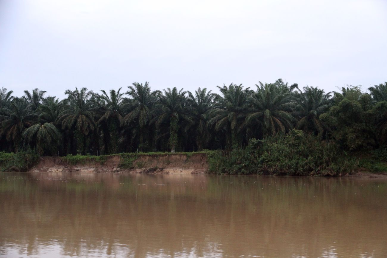 Река Кинабатанган, image of landscape/habitat.