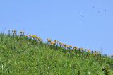 Полуостров Брюса, image of landscape/habitat.