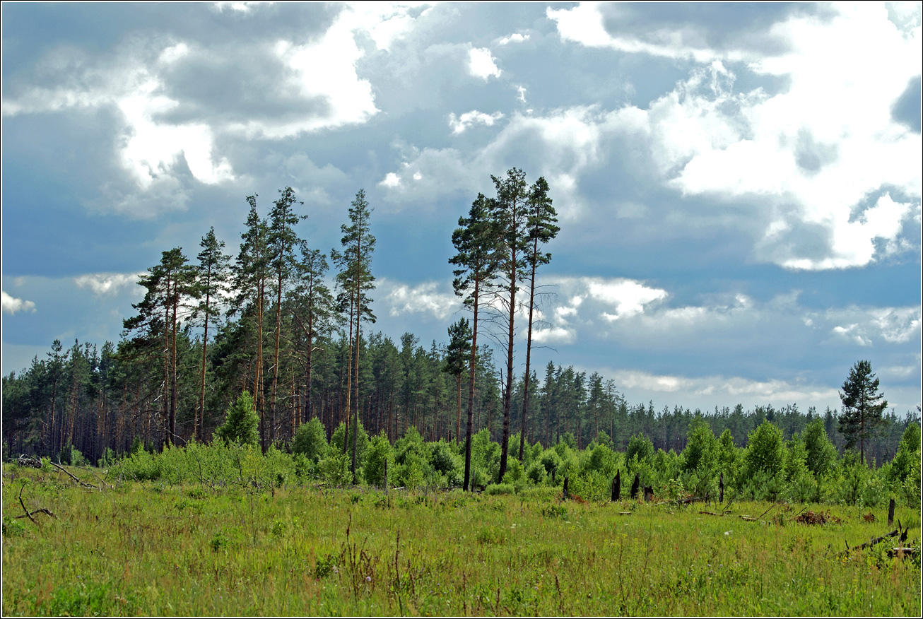 Лесничество «Красный Маяк», image of landscape/habitat.