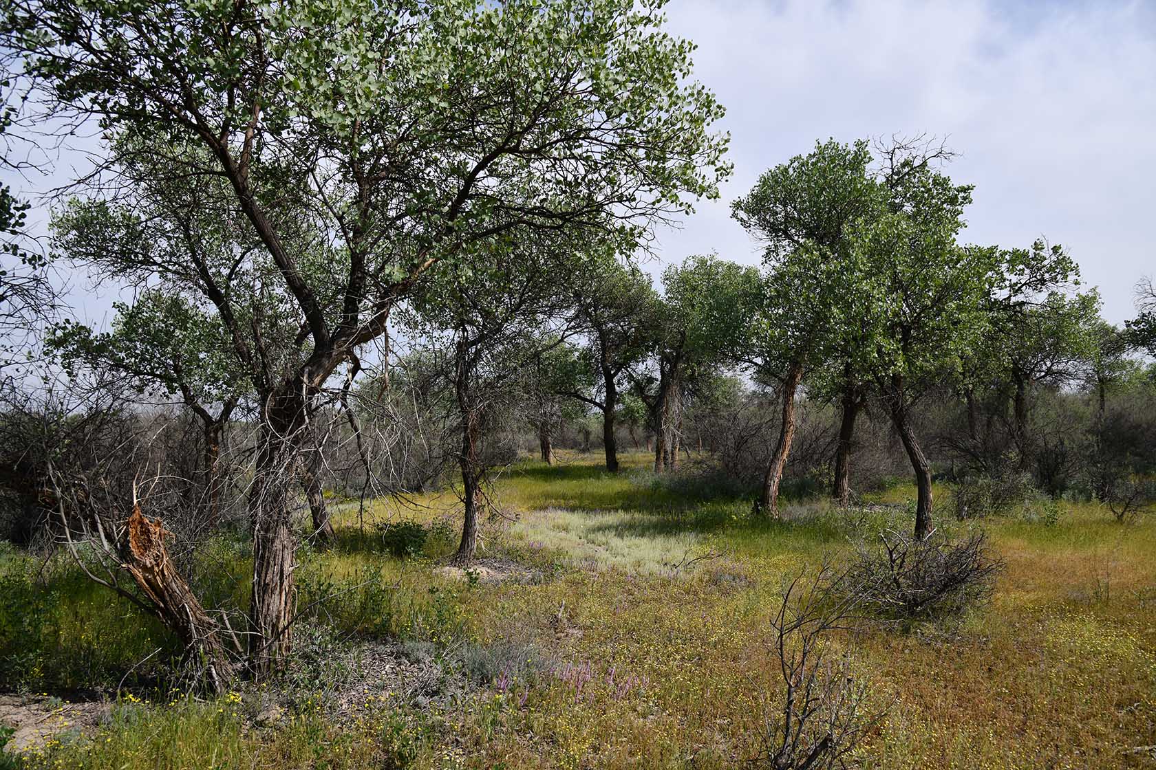"Королевская дача", image of landscape/habitat.