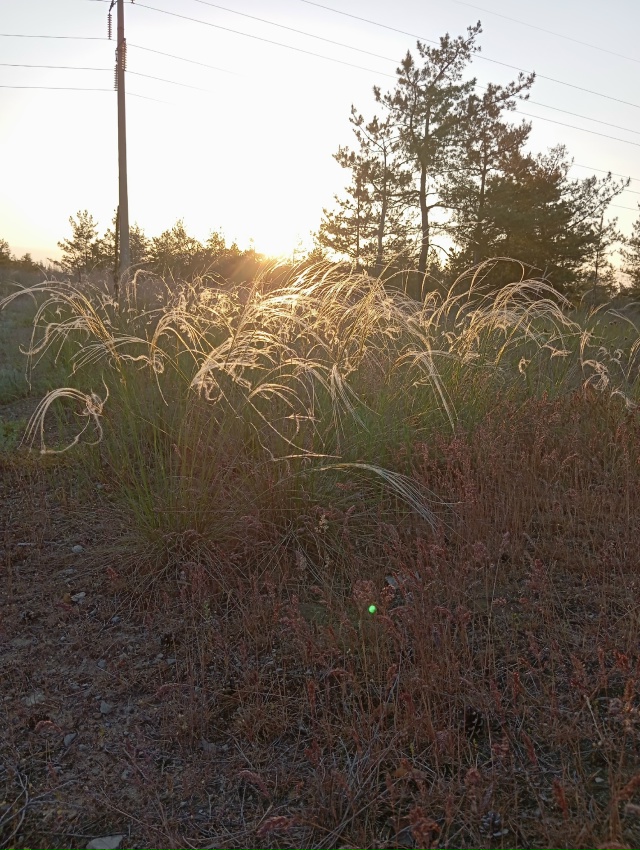 Северодонецк, image of landscape/habitat.