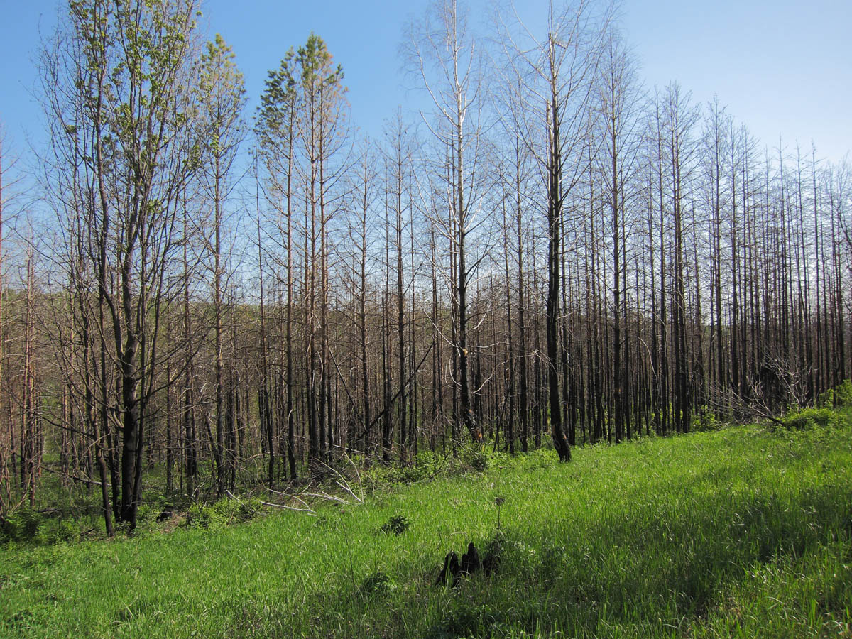 Горелый лес, image of landscape/habitat.