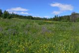 Воскресенка, image of landscape/habitat.