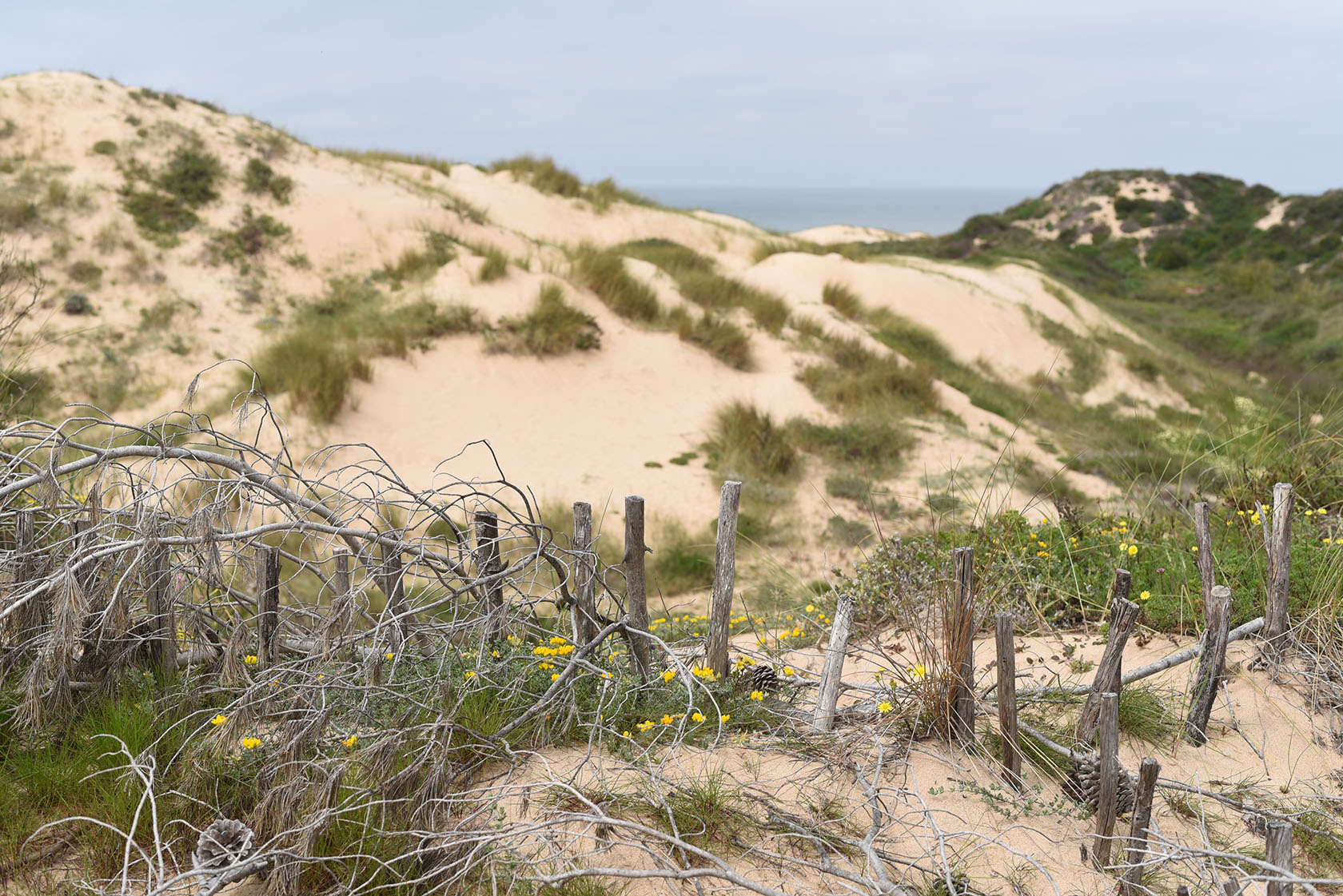 Duna da Cresmina, image of landscape/habitat.