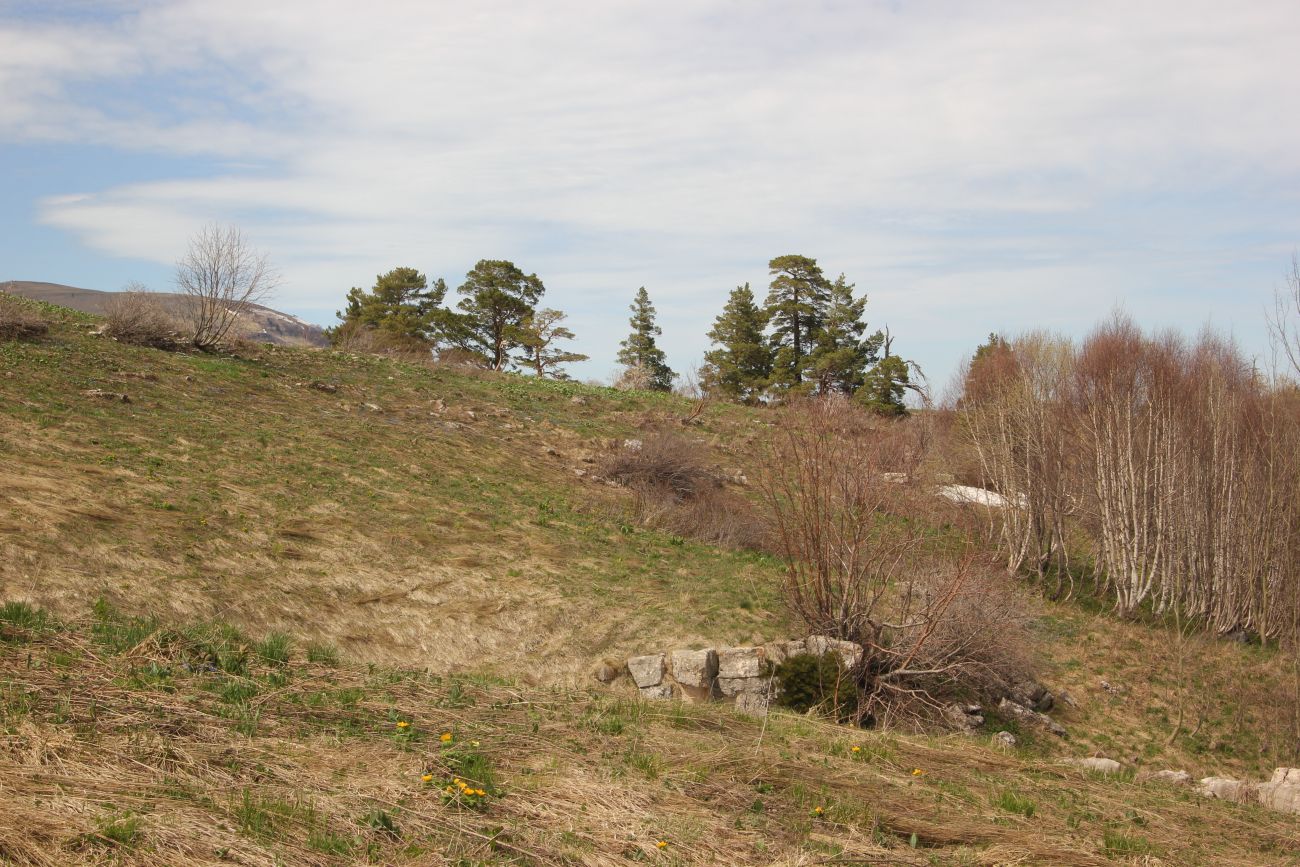 Окрестности истоков р. Курджипс, изображение ландшафта.