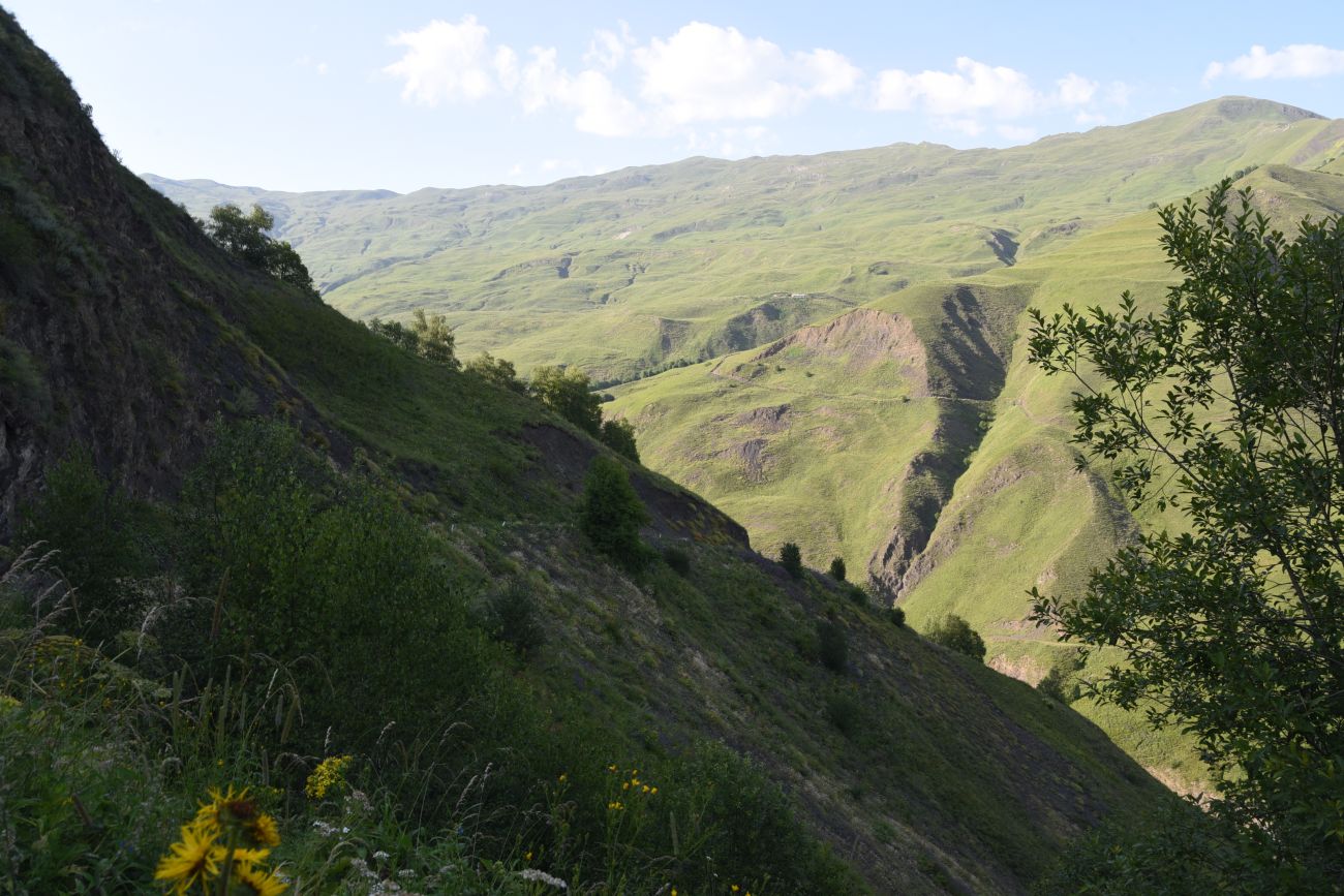 Долина реки Шикаройакх, image of landscape/habitat.